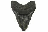 Fossil Megalodon Tooth - Georgia #144297-1